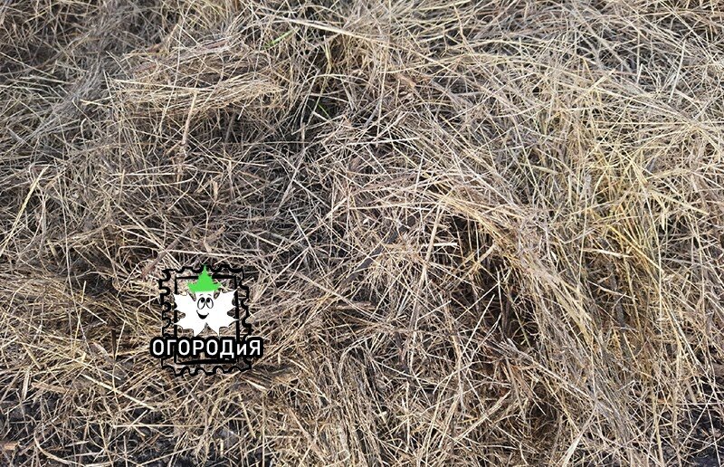 Лучок спрятался под тонким слоем сена