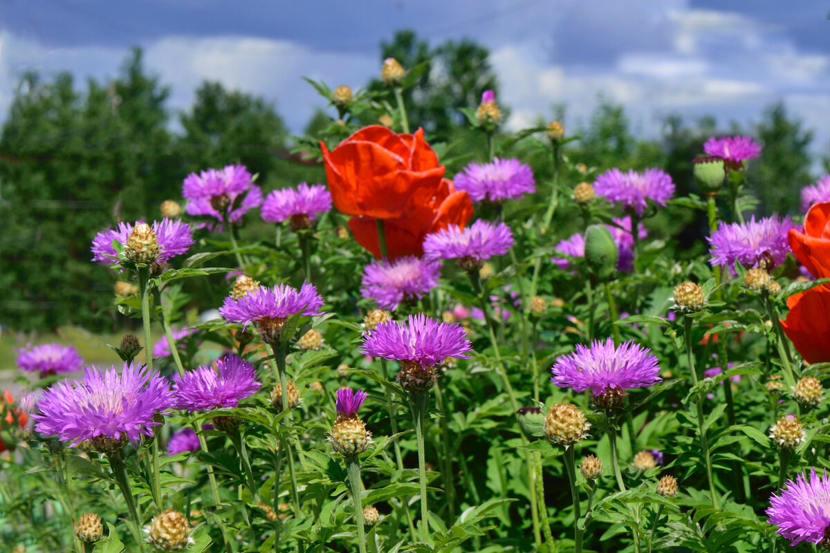 Красивый цветок. И в сочетании с другими смотрится очень хорошо. Фото из свободного доступа.