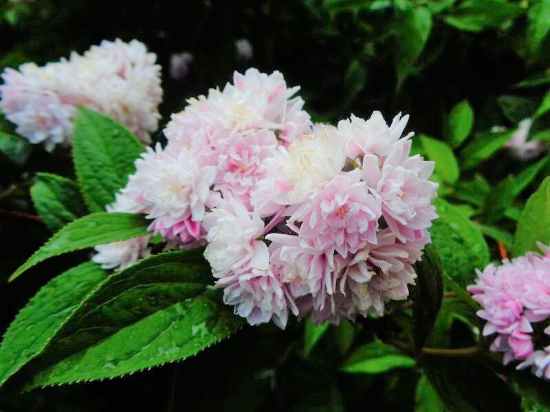  Сорт Pink Pom - Pom. Фото с сайта: https://chelsea-garden-shop.com.ua.