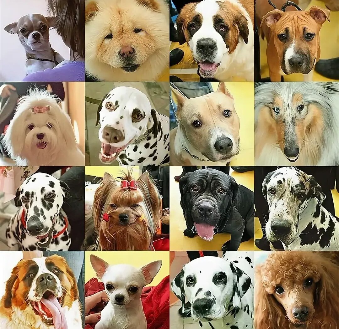 Самые популярные породы собак в России 2022