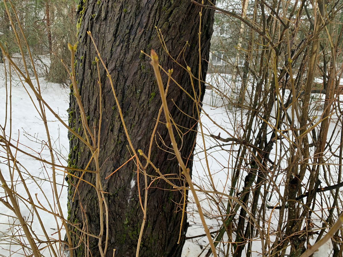 Набухшие почки. Скоро весна и новая жизнь.