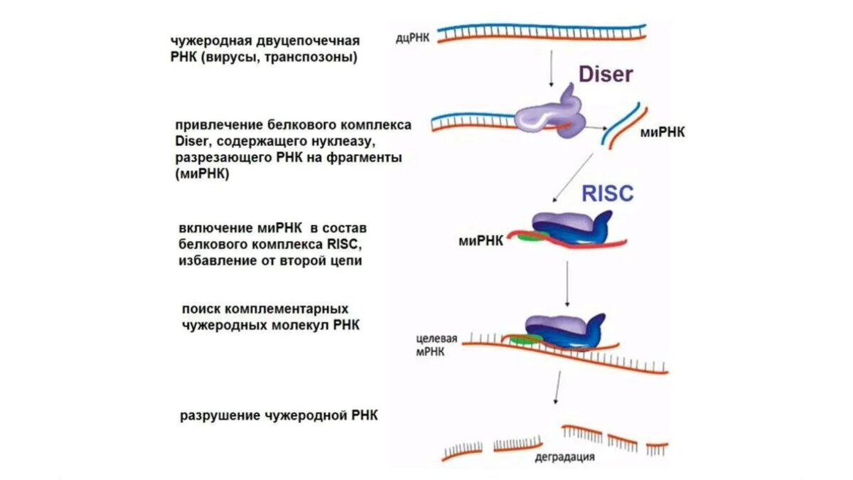 Открытие рнк интерференции. Рнк интерференция это. Рнк интерференция это. Рнк интерференция схема. Структура малых интерферирующих рнк.