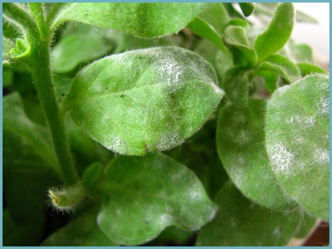 Мучнистая роса на петунии