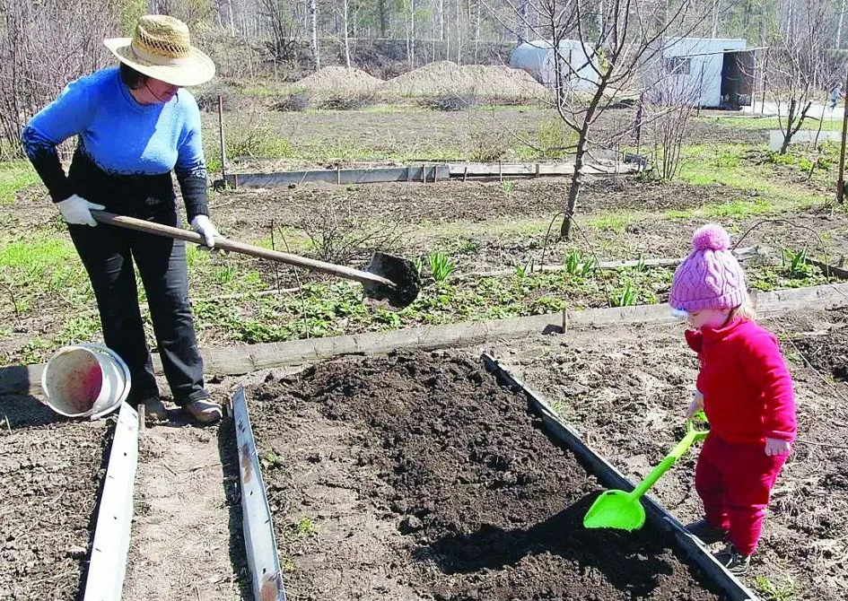 Как вскопать грядку. Копать огород. Вскопанный участок земли в огороде. Лопата для огорода. Копать грядки.