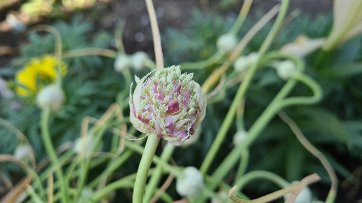 та самая бульбочка