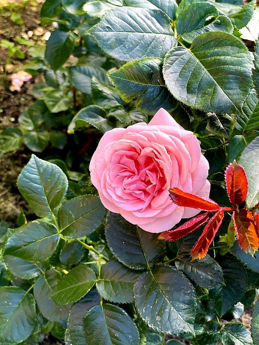 Как осенью пересадить розы в открытый грунт – новости компании FINGARDEN