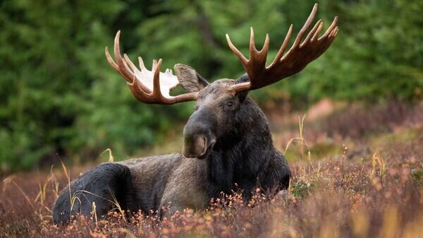   © Pixabay / PublicDomainImages