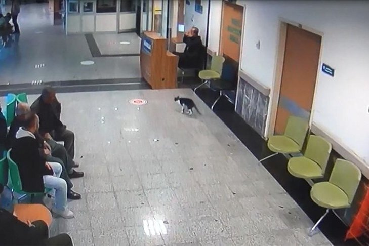    Кошка со сломанной лапой сама пришла в больницу за помощью: видео