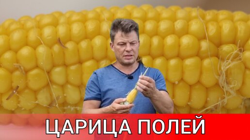 царица полей первый опыт по посадке кукурузы и результат