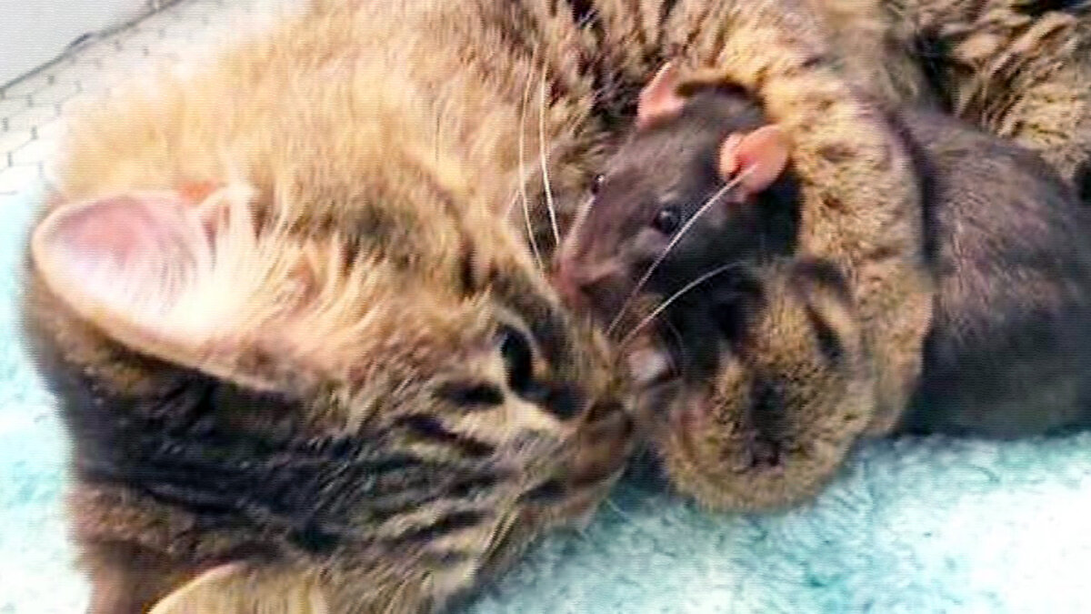 источник фото: mur.tv