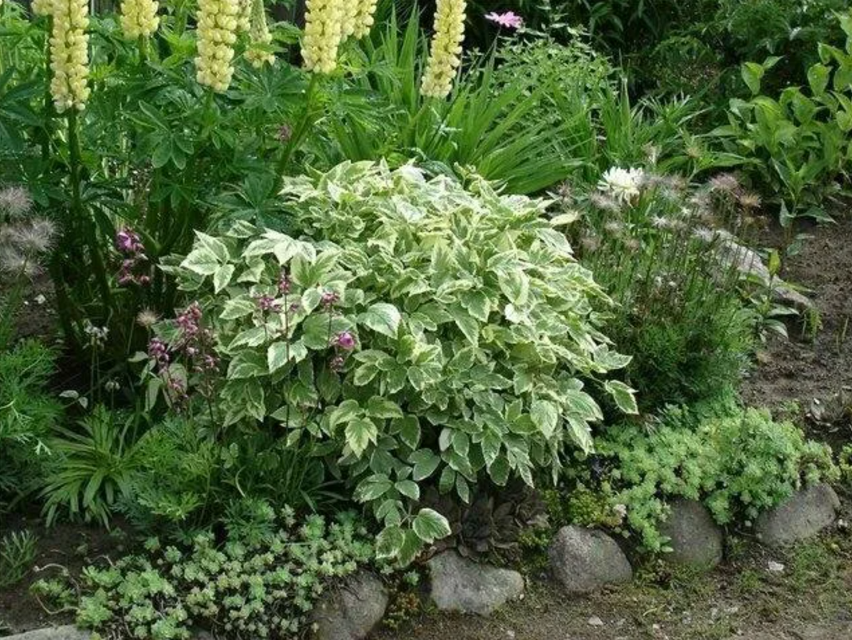 Сныть вариегатная. Сныть variegata. Многолетник сныть пестролистная.