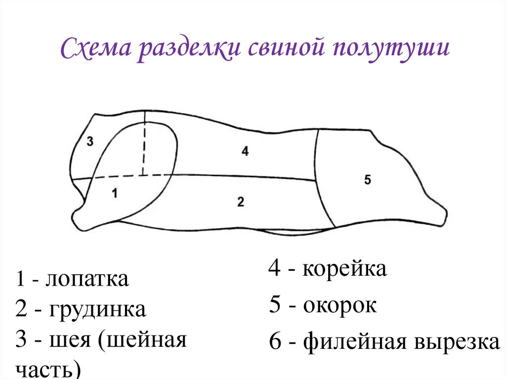 Схема разделки свиных туш. Туша свиньи разруб схема. Туша свинины схема разделки. Схема разделки свиной туши с названиями частей. Опишите схему разделки свиной туши.