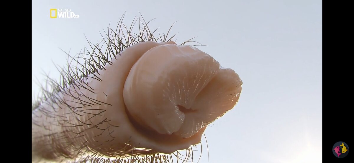 Присоски фото сделано на wild nature
