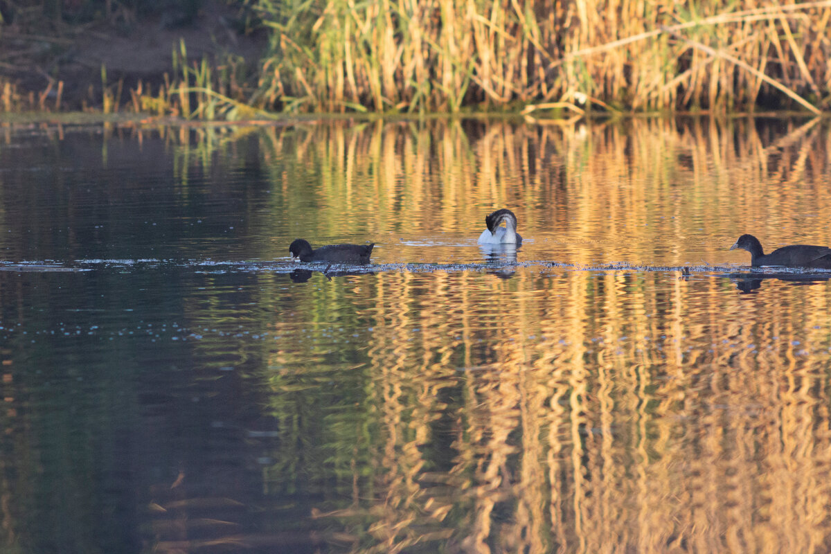 Чтобы немного приблизиться, пришлось лезть в воду)