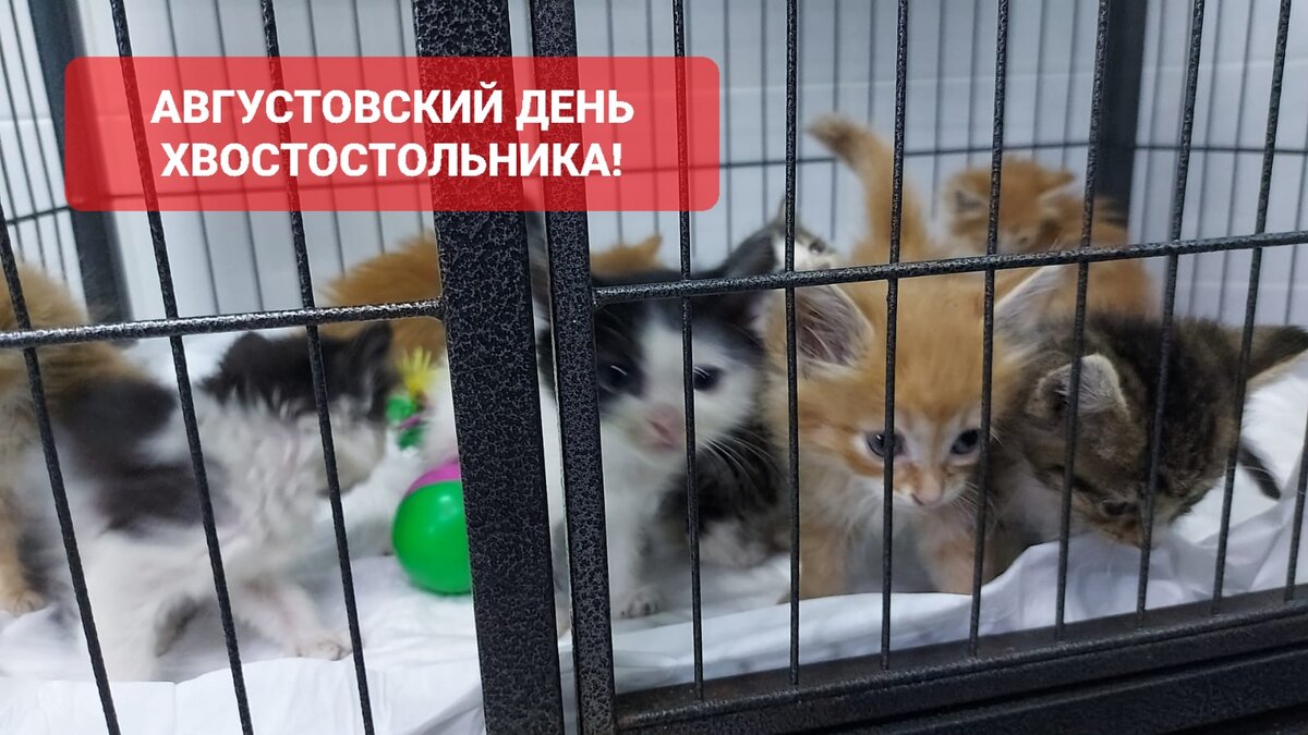 Кутузовы.