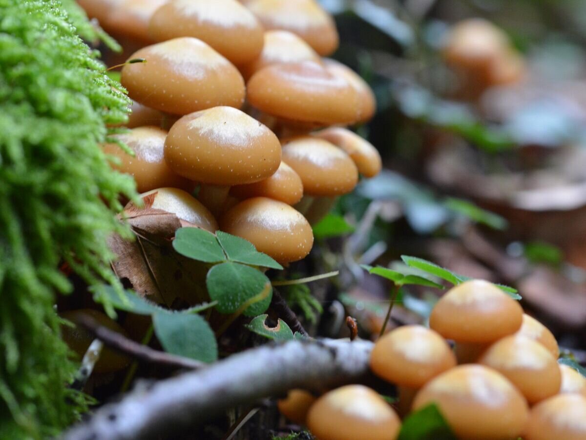    Летние опятаCC BY-SA 4.0 / Raphaël Blo. / Forêt de Malvaux, Evilard, Switzerland / Cropped image