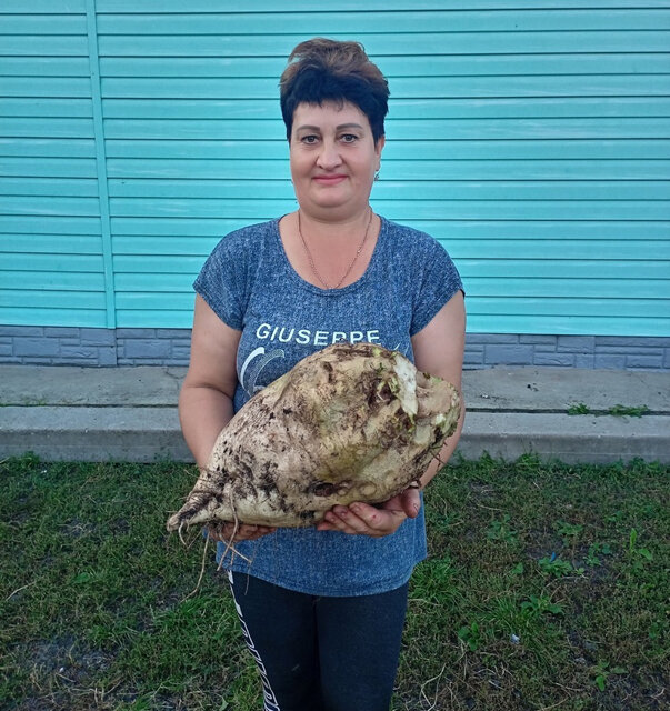    Свеклу-гиганта вырастила жительница деревни Громовое Татьяна Скулкова