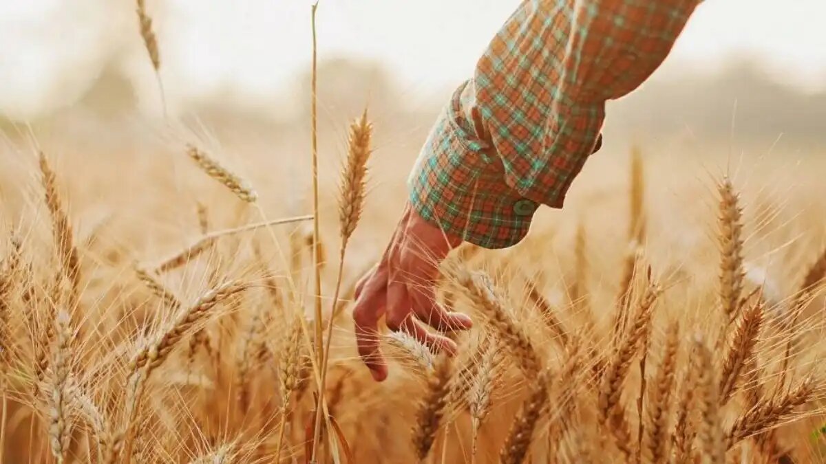 Фото:polinka.top В  пользу фермера суд взыскал с владельца участков более 6 млн рублей, 943  тысячи процентов за пользование чужими деньгами и судебные расходы