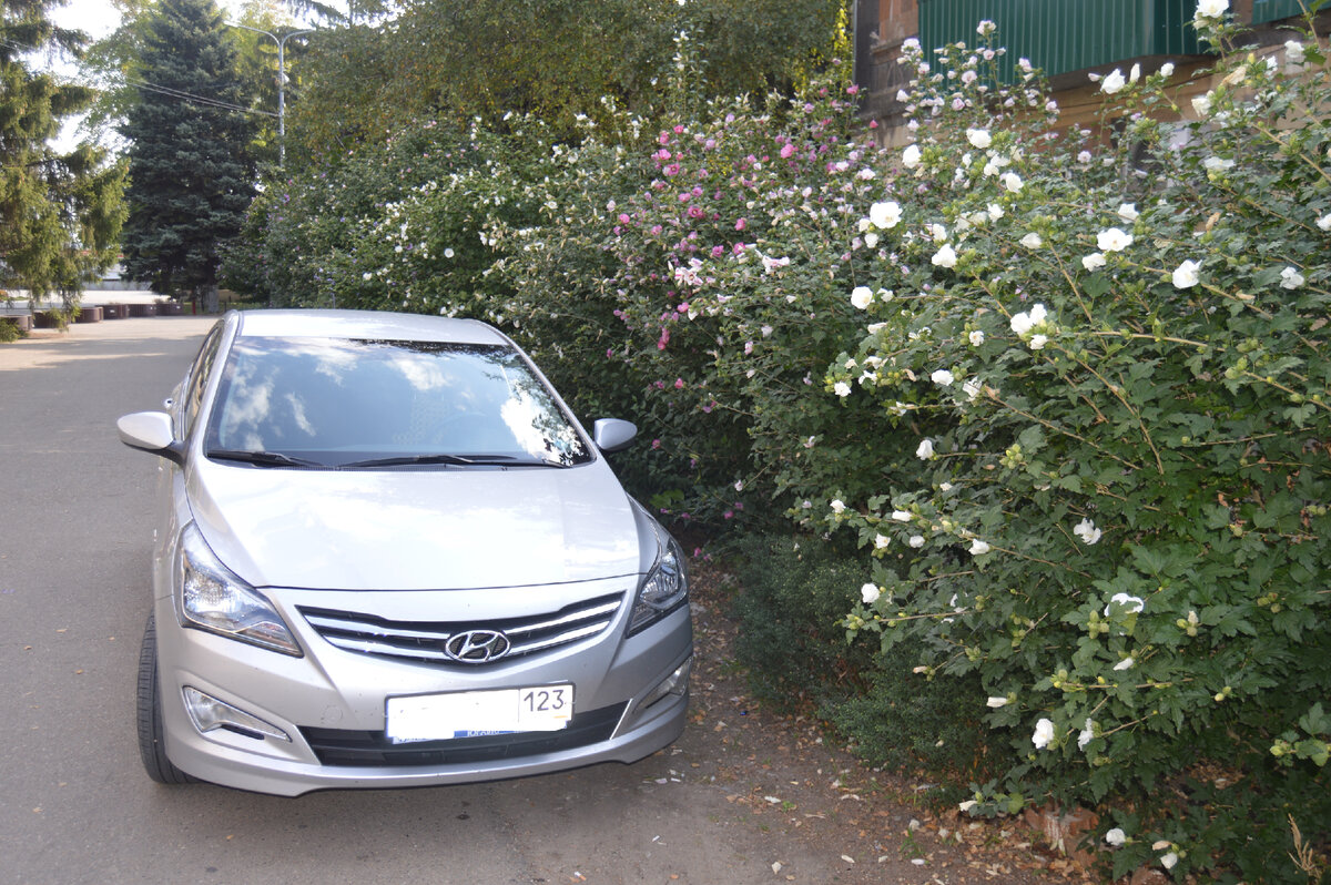 Фото автора. Осень 2023. Станица. Среди цветущих кустарников.