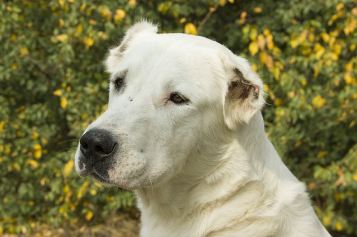    Свердловчанин отсудил 120 тысяч рублей у владельца агрессивного алабая
