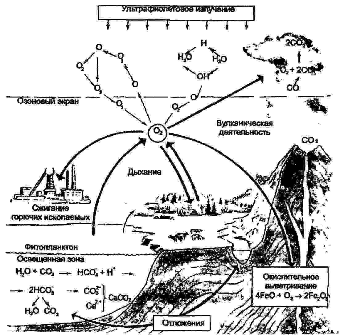 Круговорот кислорода процессы. Круговорот кислорода (по е. а. Криксунову и др., 1995). Биогеохимический цикл кислорода схема. Круговорот кислорода схема. Круговорот кислорода в биосфере схема.