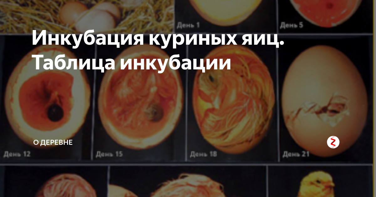 17 день инкубации куриных яиц