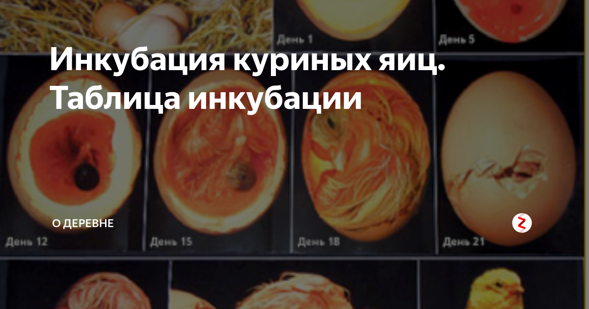 19 день инкубации куриного яйца