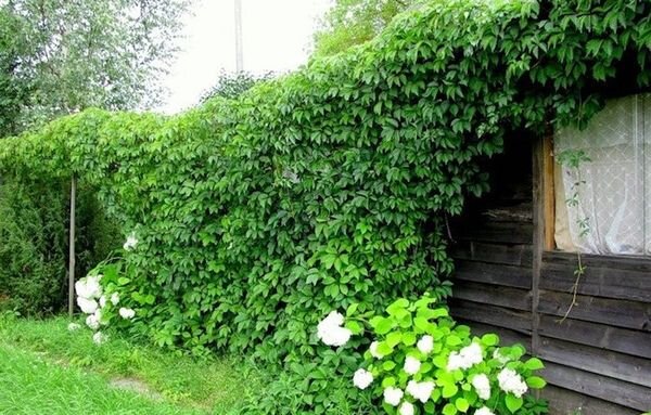 Необычные идеи для украшения сада 