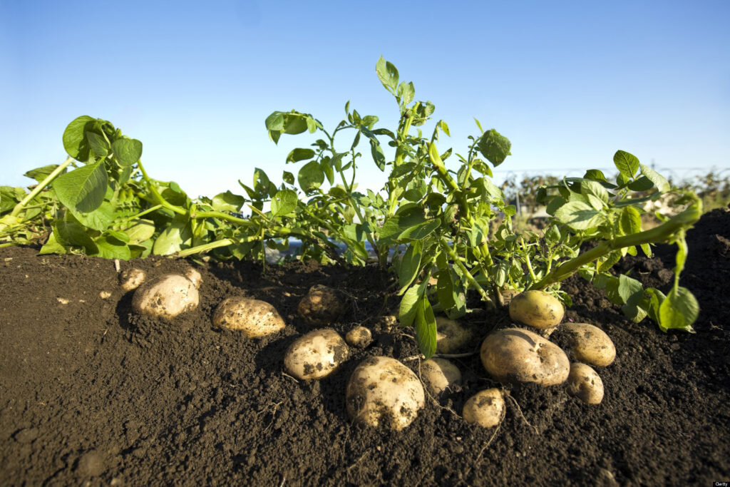 Как вырастить картофель из семян. Уникальный метод! | Виктория Радзевская -  Дачные секреты | Дзен