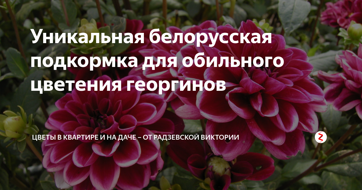 Условия для обильного цветения. Удобрение георгинов. Подкормка георгин для обильного цветения. Подкормить георгины для обильного цветения и роста. Удобрение для георгин для хорошего цветения.