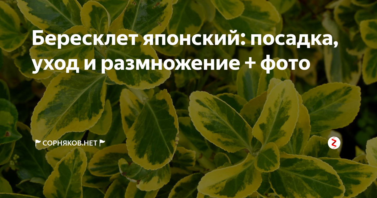 Особенности ухода за Бересклетом Японским