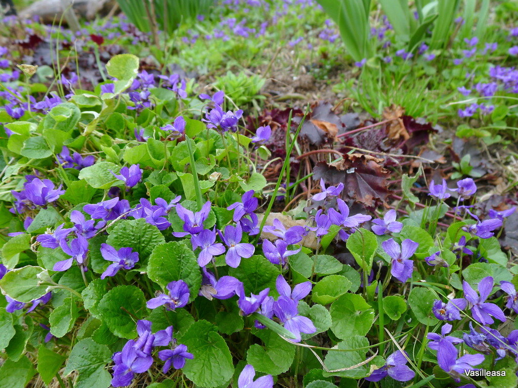 Viola odorata фото