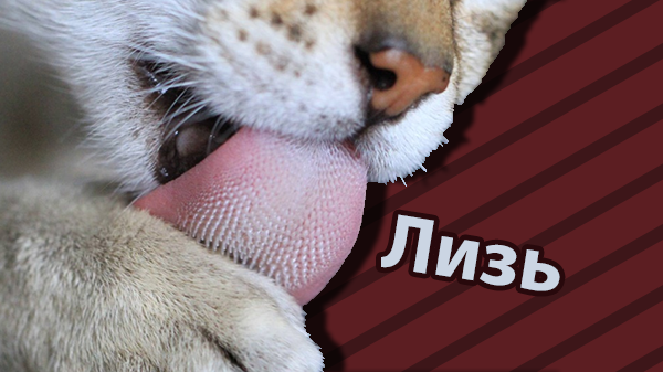Кошачий язык крупным планом 