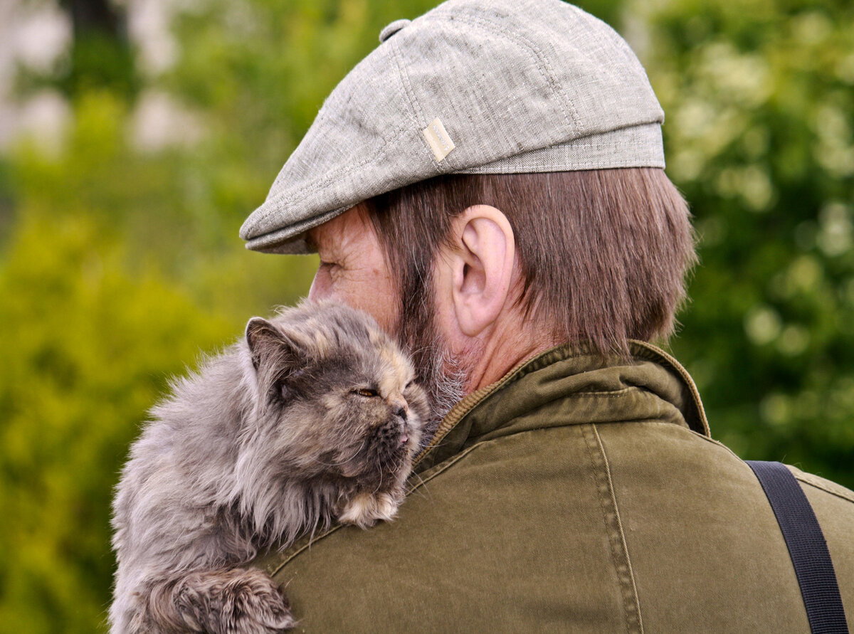 Картинки кошек с людьми