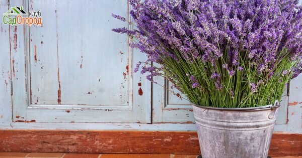 фото: depositphotos.com