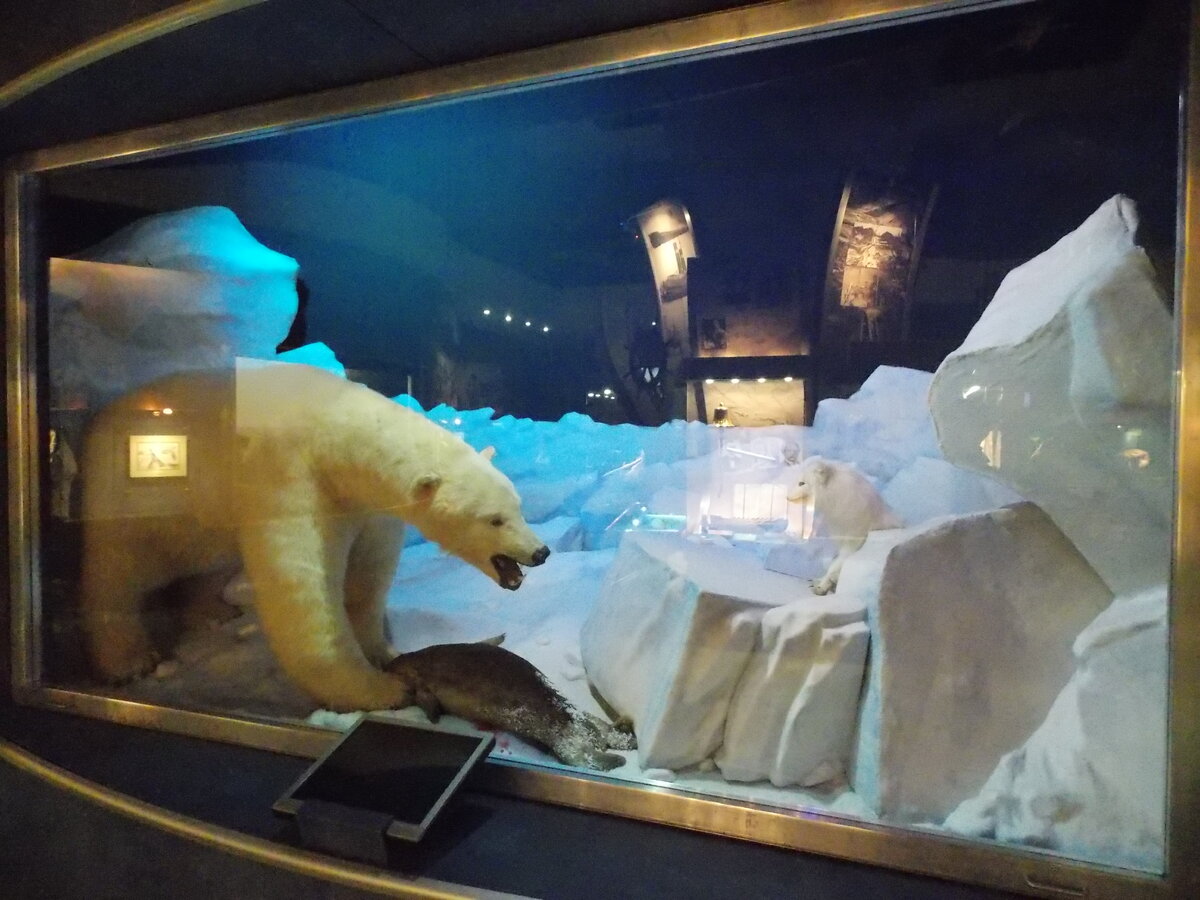 Белый медведь - хищник семейства медвежьих, родственник бурого медведя. Самый крупный  хищник планеты на суше.