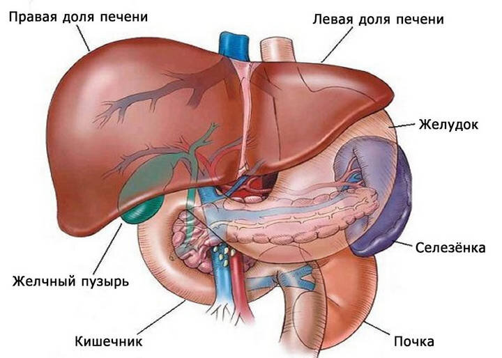 Диффузные изменения печени и поджелудочной(Гепатомегалия) - диагностика и лечение