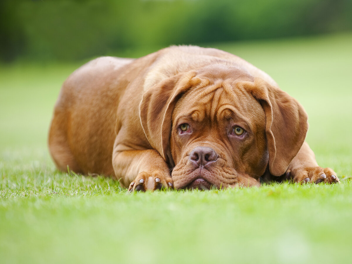 Бордоский дог. Фото взято из открытого источника сети Интернет