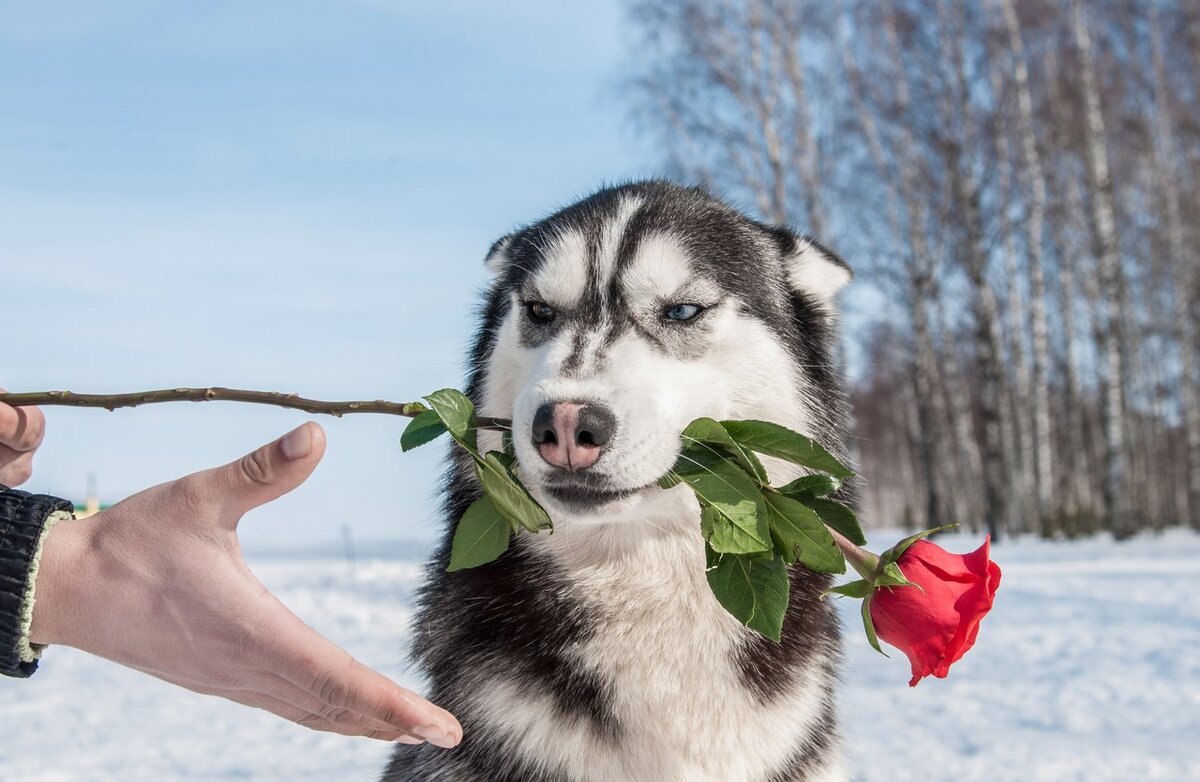 Мой Шаман - мастер позирования, конечно...