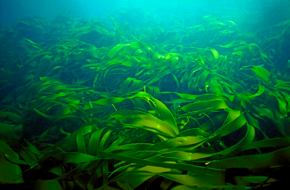 Взято с over-blog-kiwi.com