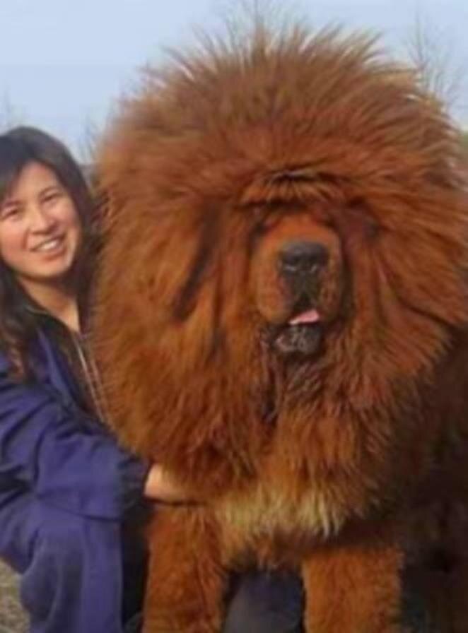 Тибетский мастиф