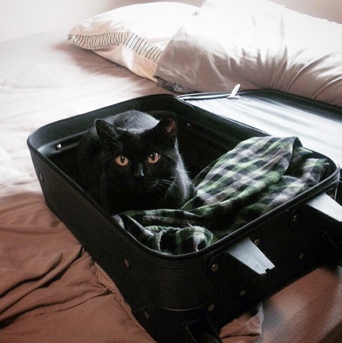Кот на чемодане