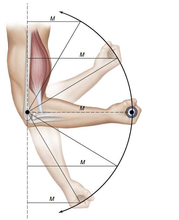Движения в локтевом суставе мышцы производящие движения