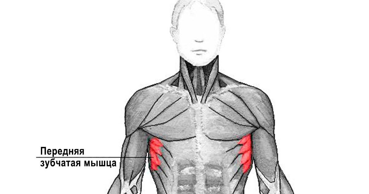 Как рисовать грудные мышцы