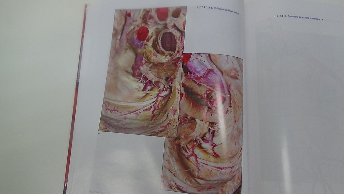 строение сердца