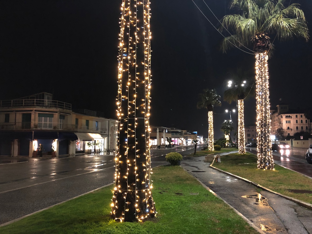 Когда нет ёлок под боком - сойдут и пальмы...