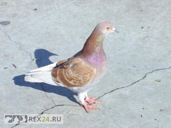 Фото: соцсети