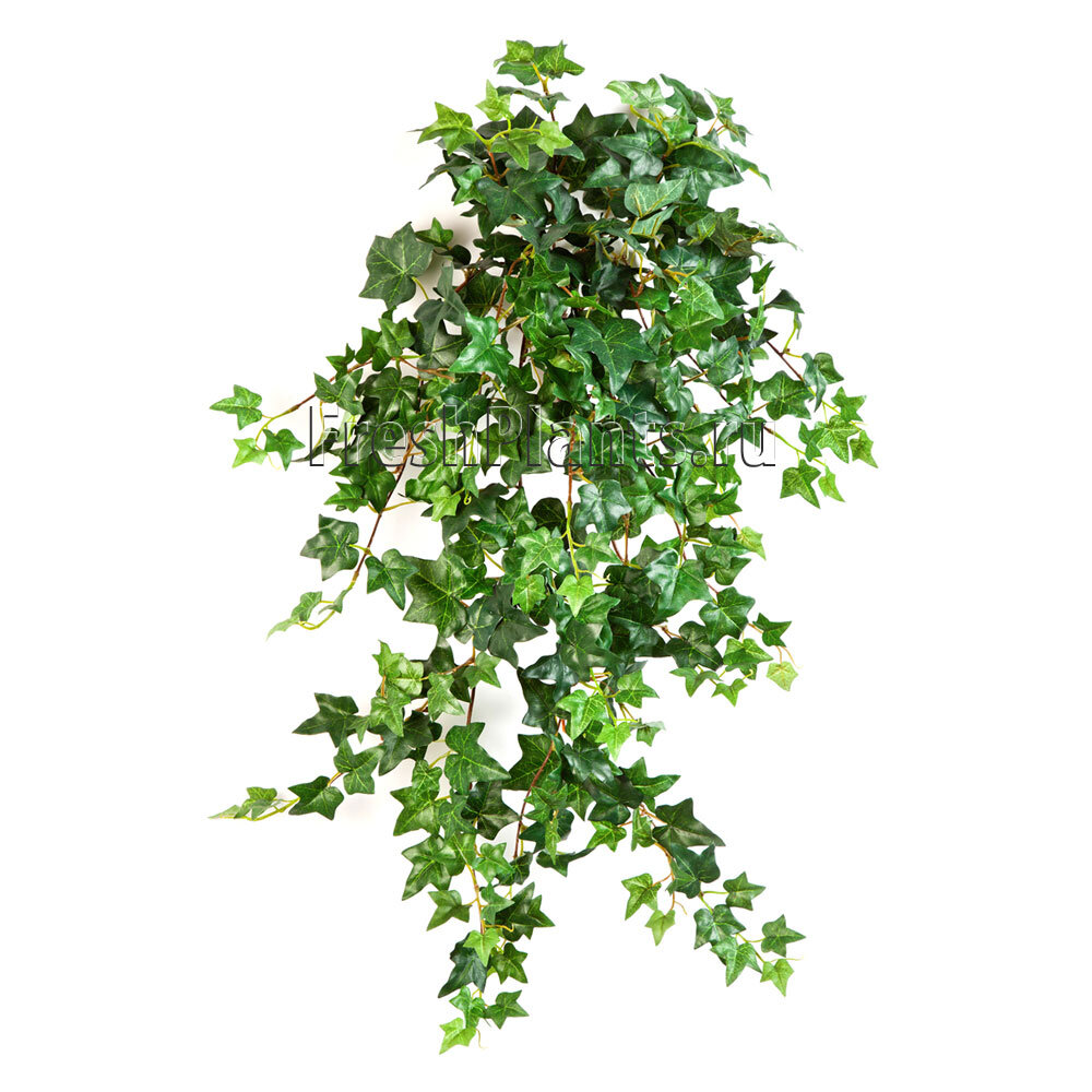 Плющ прекрасно подходит для кухни