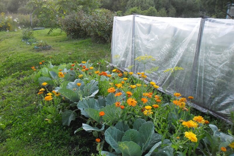 у нас капуста выдает "на гора" кучу мелких кочанов - надо раскислять!