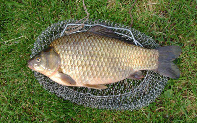 Такого карася поймать очень непросто